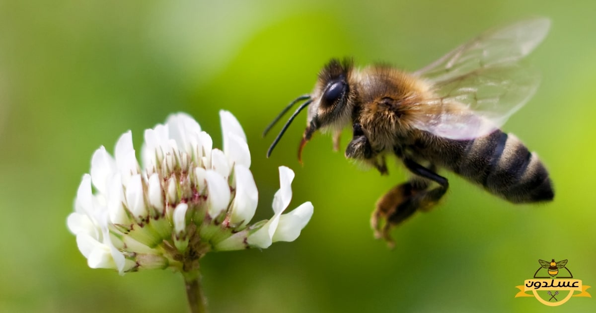 درمان به کمک واکسن زنبور عسل