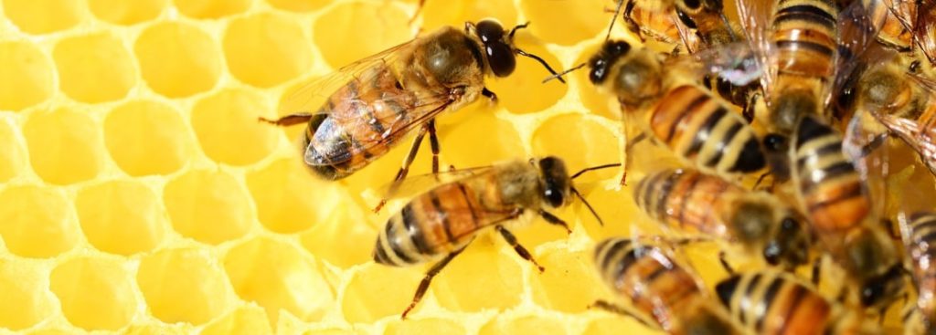 واکسن زنبور عسل